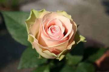 Image showing Isolated beautiful rose