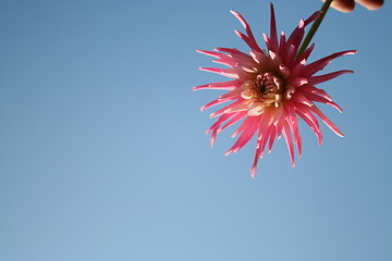 Image showing Summer-dahlia