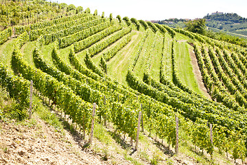 Image showing Italy - Piedmont region. Barbera vineyard