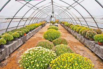 Image showing Greenhouse 