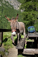 Image showing Donkey close up