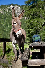 Image showing Donkey close up