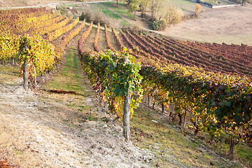 Image showing Vineyard in autumn