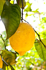 Image showing Lemon