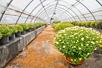 Image showing Greenhouse 