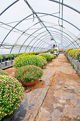 Image showing Greenhouse 