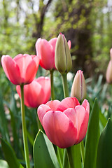 Image showing Spring tulips impregnated by the sun