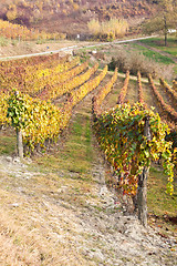 Image showing Vineyard in autumn