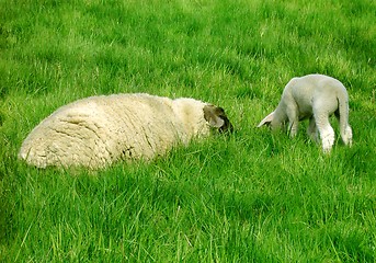 Image showing Peaceful Sheep on A Meadow