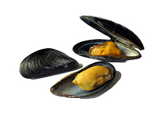 Image showing Mussels