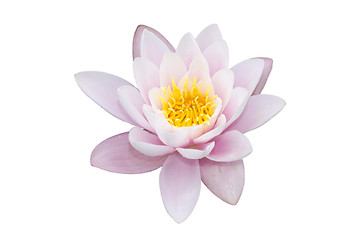 Image showing lotus flower isolated