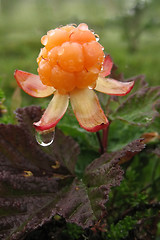 Image showing Cloudberry in the rain