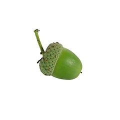 Image showing acorn on white background
