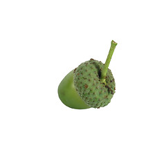 Image showing acorn on white background