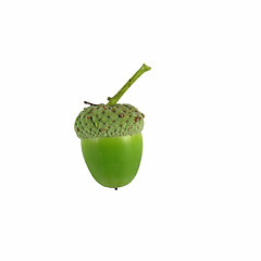 Image showing acorn on white background