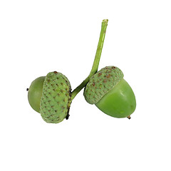 Image showing acorn on white background