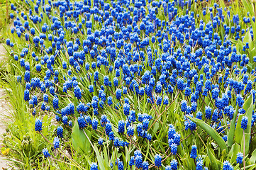 Image showing Flowers in park