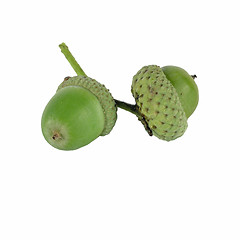 Image showing acorn on white background