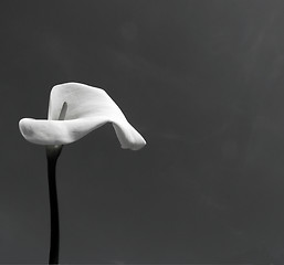 Image showing Calla (Zantedeschia aethiopica) in black and white