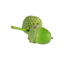 Image showing acorn on white background