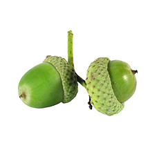 Image showing acorn on white background