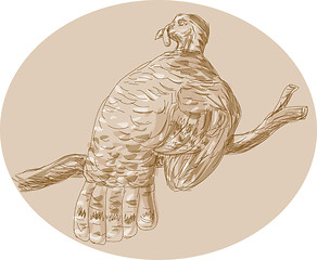 Image showing Wild Turkey Perching On Branch Sketch