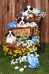 Image showing Portrait of Saint Bernard Puppies