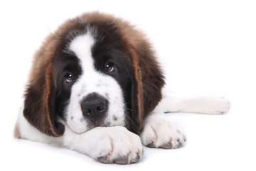 Image showing Cute Saint Bernard Purebred Puppy 