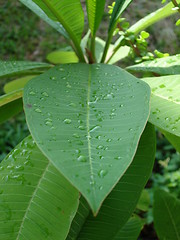 Image showing Dewdrops