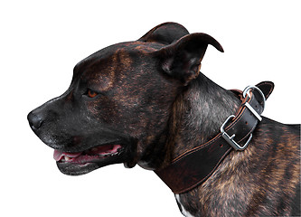 Image showing Brindle Pitbull Terrie