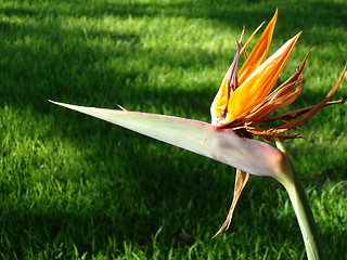 Image showing Paradise Bird Flower