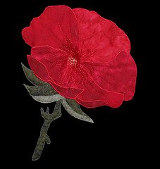 Image showing Red Cloth Poppy