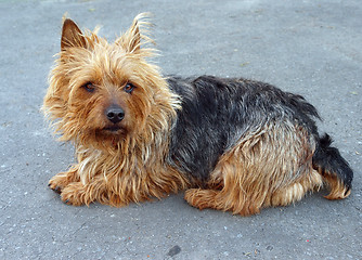 Image showing Australian Terrier Bitch