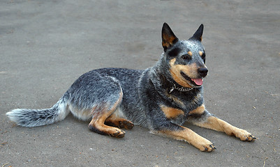 Image showing Australian Cattle Dog