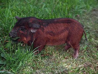 Image showing Kune Kune Piglet