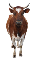 Image showing Ayrshire Cow with Horns