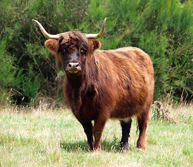 Image showing Red Highland Cow