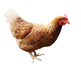 Image showing Red Hen