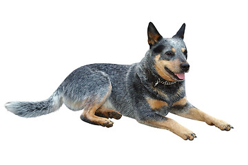 Image showing Australian Cattle Dog