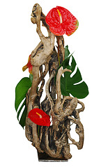 Image showing Floral Arrangement using Driftwood