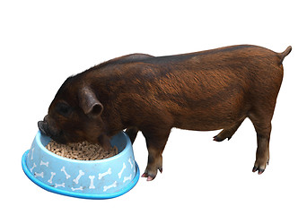 Image showing Lady Gruntsalot, a Kune kune Pig eating from a bowl