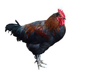 Image showing Colorful Rooster