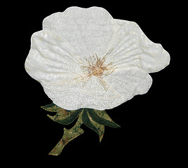 Image showing White Cloth Poppy