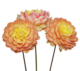 Image showing Three Dahlia Flowers