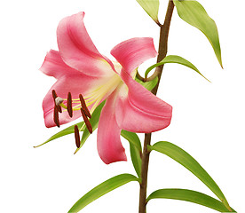 Image showing Pink Lily on Stem
