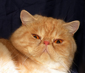 Image showing Marmalade Cat