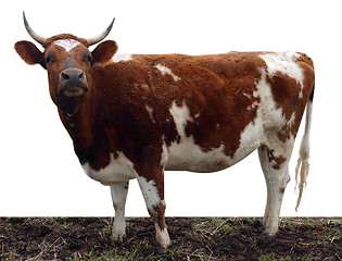 Image showing Ayrshire Cow with Horns
