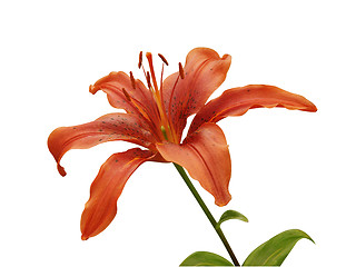 Image showing Orange Lily