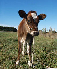 Image showing Red Calf