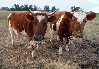 Image showing Two Ayrshire Cows Eating Hay